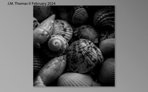 Macro Shells Feb 2024-06.jpg